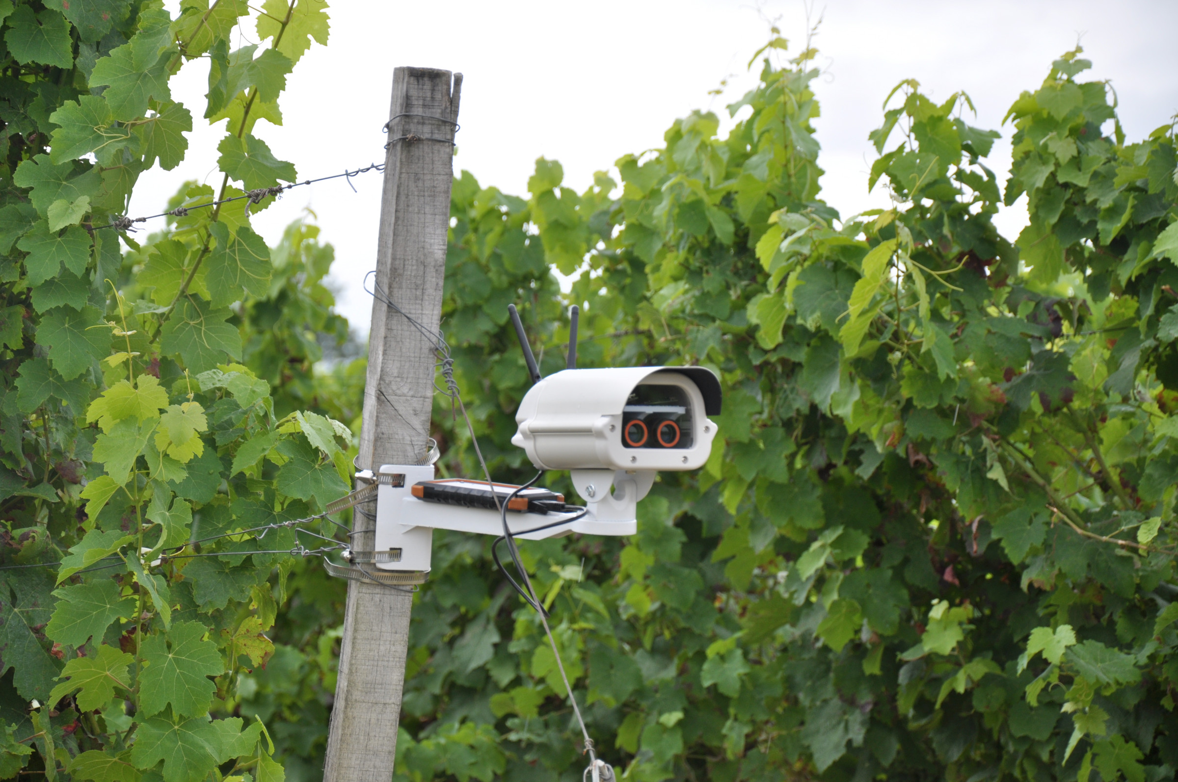 Caméra VIDIS installée dans la vigne